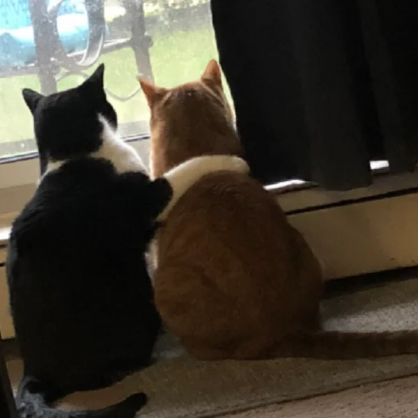 ❤️ Herzergreifend: Katze tröstet ängstlichen Freund während eines Sturms! 🐾🌩️