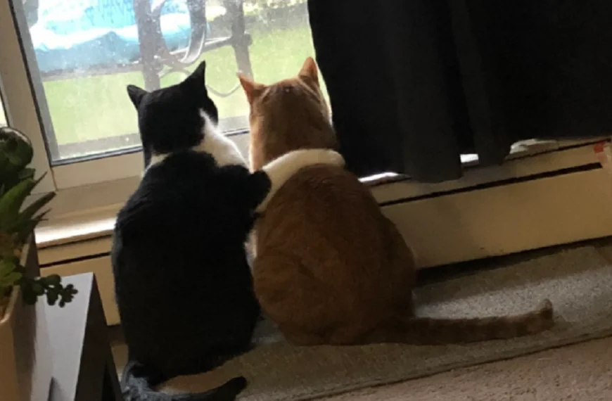 ❤️ Herzergreifend: Katze tr&ouml;stet &auml;ngstlichen Freund w&auml;hrend eines Sturms! 🐾🌩️