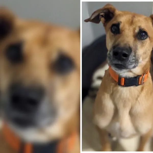 Die traurige Geschichte von Max &ndash; Ein Hund auf der Suche nach Liebe