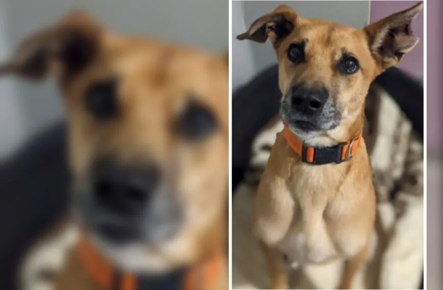 Die traurige Geschichte von Max – Ein Hund auf der Suche nach Liebe