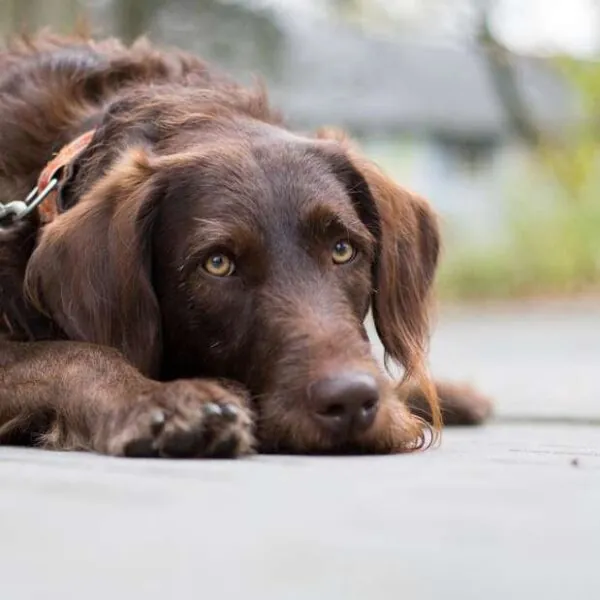 Studie zeigt: Hunde erkennen unh&ouml;fliches Verhalten bei Menschen