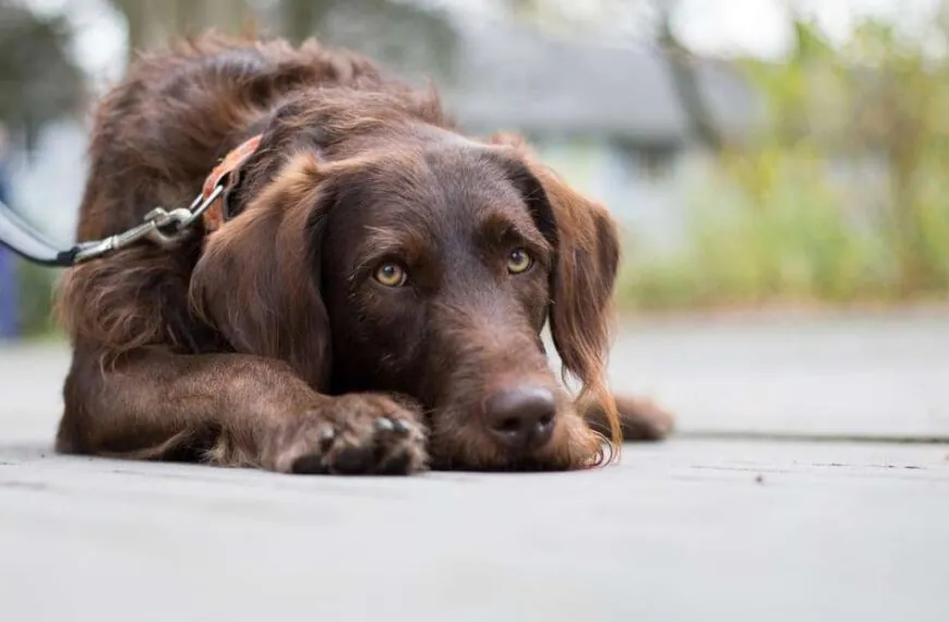 Studie zeigt: Hunde erkennen unhöfliches Verhalten bei Menschen