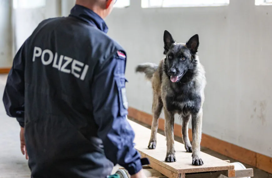 Polizeihund Jack stellt Einbrecher in Dortmund