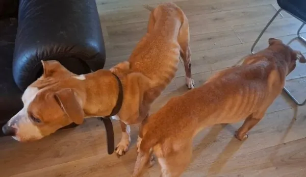 Schockierendes Tierleid: Abgemagerte Hunde entdeckt – Behörden greifen sofort ein!