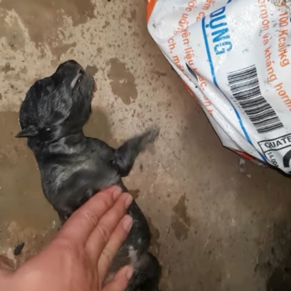 Heldenhafte Hunde-Mama rettet ihren Welpen vor dem Ertrinken