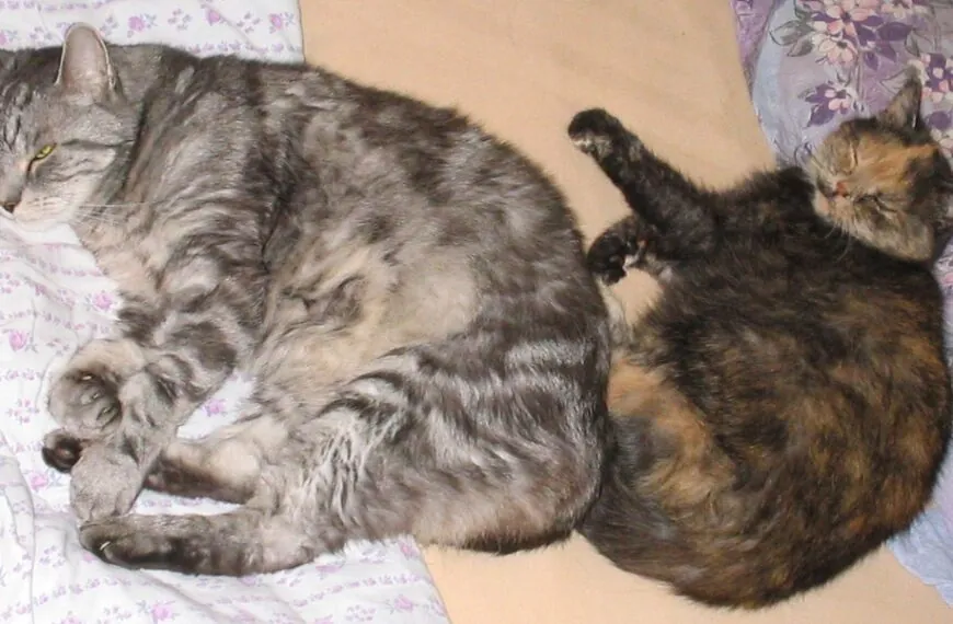 Von Loggediteur (Diskussion) - Eigenes WerkOriginaltext: Eigenes Werk, CC BY-SA 3.0 de, https://commons.wikimedia.org/w/index.php?curid=69223588