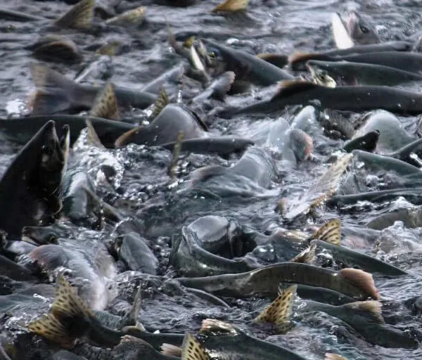 Gef&auml;hrlicher Genuss: Die dunklen Geheimnisse der Fischdelikatessen