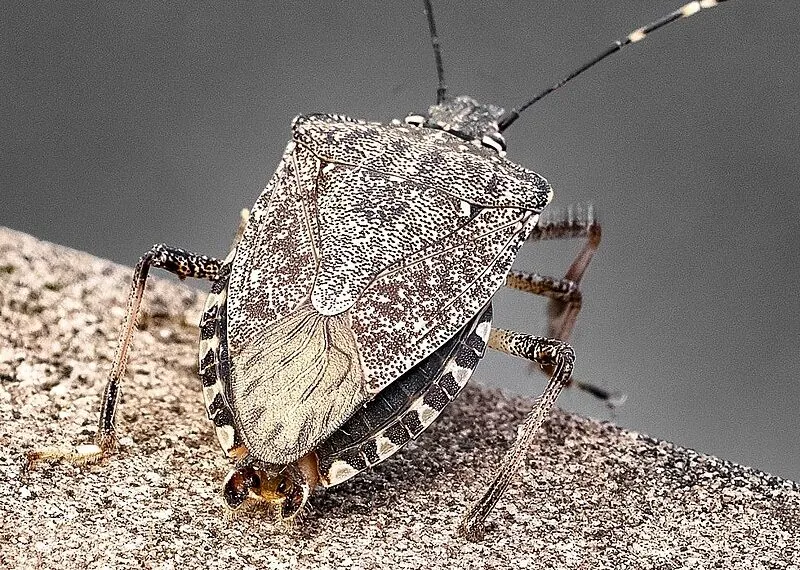 Von Georg Buzin (Diskussion) - Eigenes WerkOriginaltext: selbst fotografiert, CC BY-SA 3.0, https://commons.wikimedia.org/w/index.php?curid=106017538