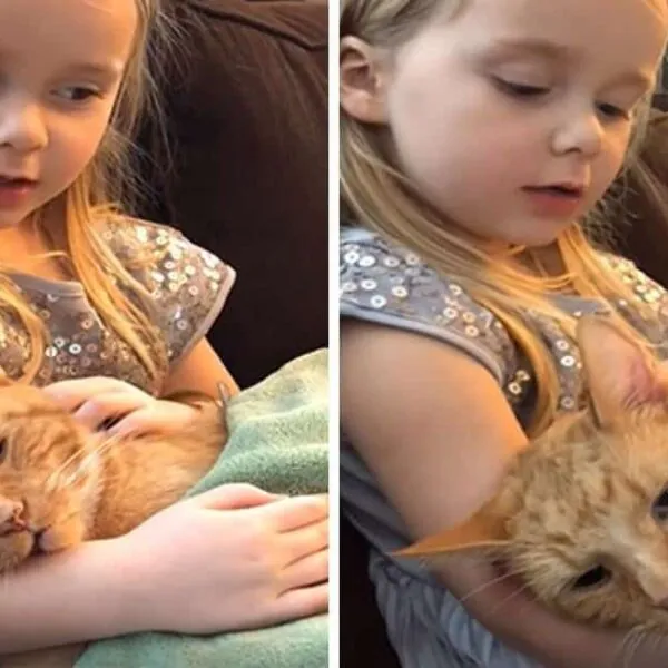 Herzzerreißend: 4-Jährige singt sterbendem Kater ein letztes Lied – Sie werden nicht glauben, was dann passiert!