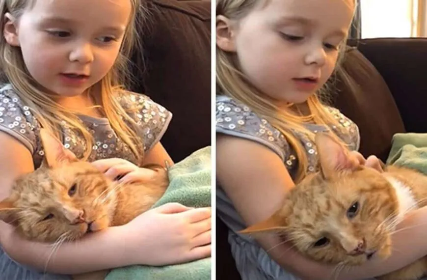 Herzzerrei&szlig;end: 4-J&auml;hrige singt sterbendem Kater ein letztes Lied &ndash; Sie werden nicht glauben, was dann passiert!
