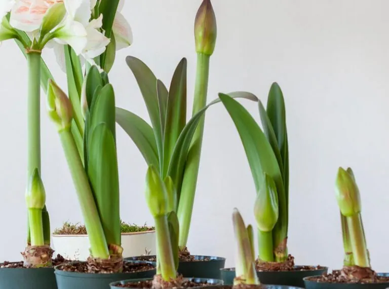 Amaryllis richtig pflegen: So kommt sie gesund durch den Sommer
