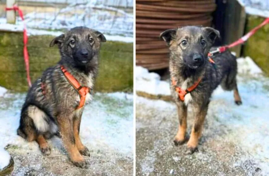Die traurige Geschichte eines vernachl&auml;ssigten Welpen