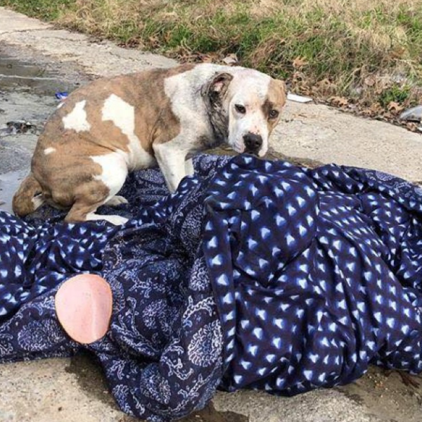 Gerettet und auf dem Weg zur Heilung: Die bewegende Geschichte der Hündin Camilla