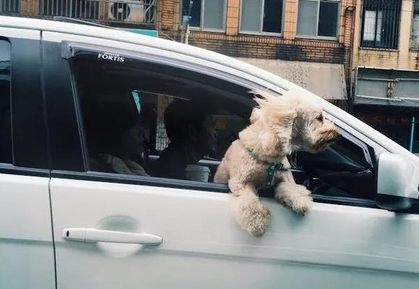 Auch Hunde müssen im Auto einen Gurt tragen