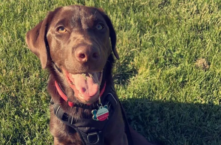 Dramatische Hunderettung: Labrador „Prophet“ entgeht nur knapp dem Ertrinken