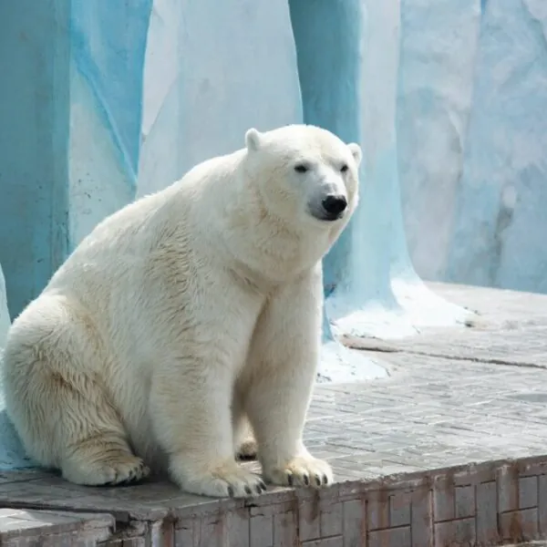 Sorge um Eisb&auml;rin Milana im Zoo Hannover: Not-OP sorgt f&uuml;r Aufsehen!