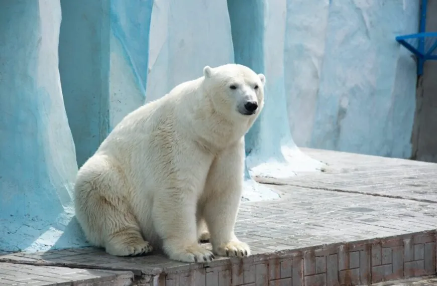 Sorge um Eisbärin Milana im Zoo Hannover: Not-OP sorgt für Aufsehen!