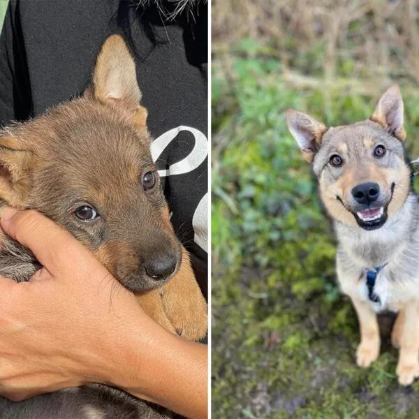 Grausame Tierqu&auml;lerei: Misshandelter Hund gerettet. So k&auml;mpft er sich ins Leben zur&uuml;ck!