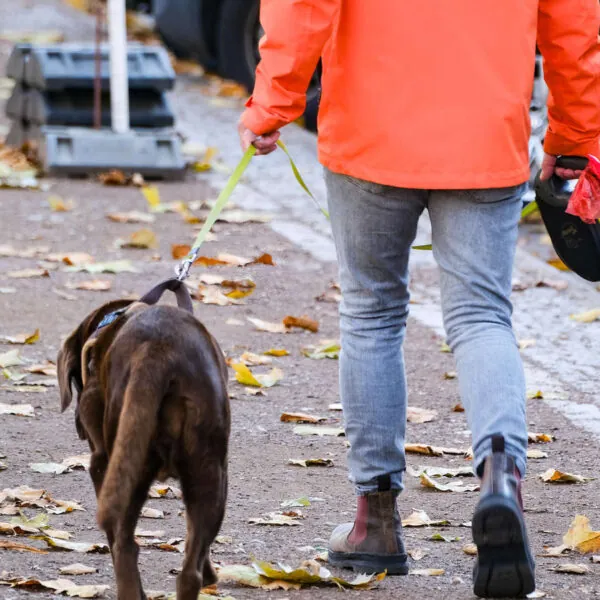 Neue Hundeverordnung in Bottrop: 1.000 Euro Bußgeld drohen – Hundebesitzer in der Pflicht