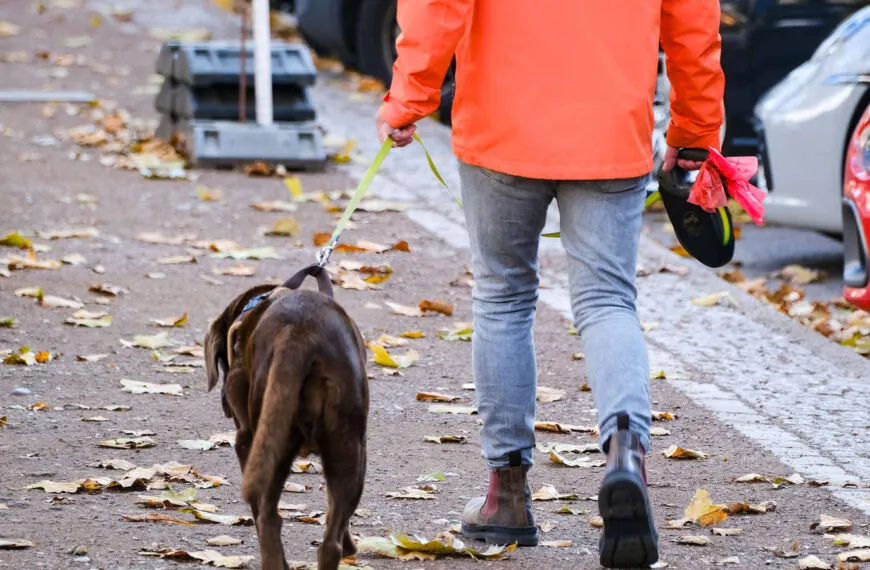 Neue Hundeverordnung in Bottrop: 1.000 Euro Bußgeld drohen – Hundebesitzer in der Pflicht