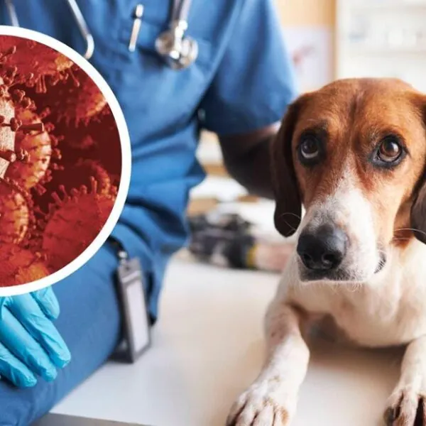 Vogelgrippe breitet sich auf Haustiere aus – Experten warnen vor „stiller Pandemie“