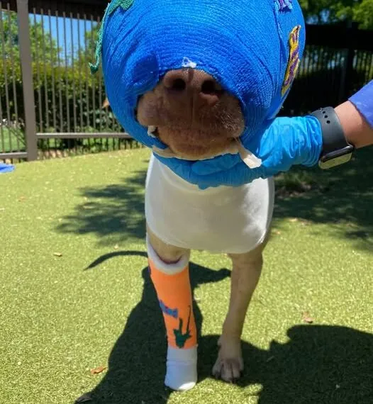 Hund Buddy überlebt Feuer-Attacke und erobert sein Leben zurück – so geht es ihm heute