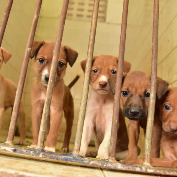 Ein tragisches Schicksal: Die traurige Geschichte eines kleinen Hundewelpen
