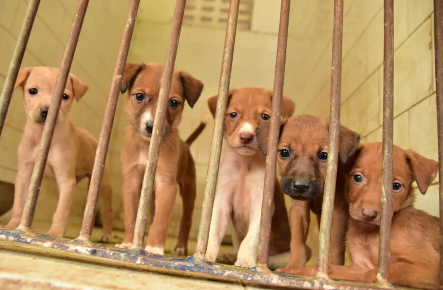 Ein tragisches Schicksal: Die traurige Geschichte eines kleinen Hundewelpen