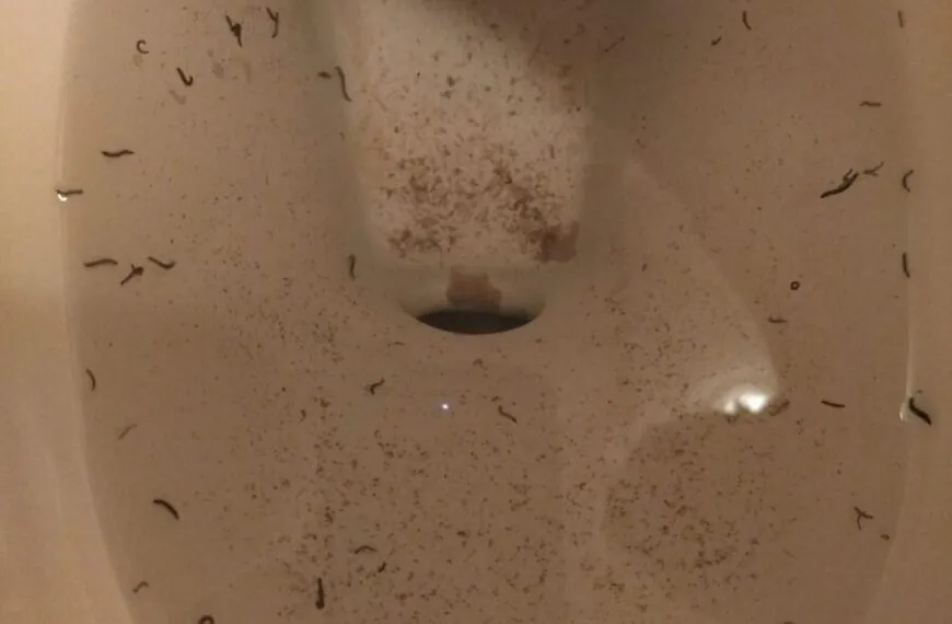Schock im Badezimmer: Warum schwarze W&uuml;rmer in deiner Toilette auftauchen &ndash; und wie du sie f&uuml;r immer loswirst!&ldquo;