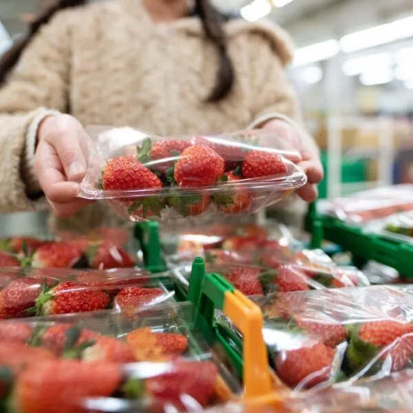 Warum Erdbeeren im Frühling ein Risiko sein können