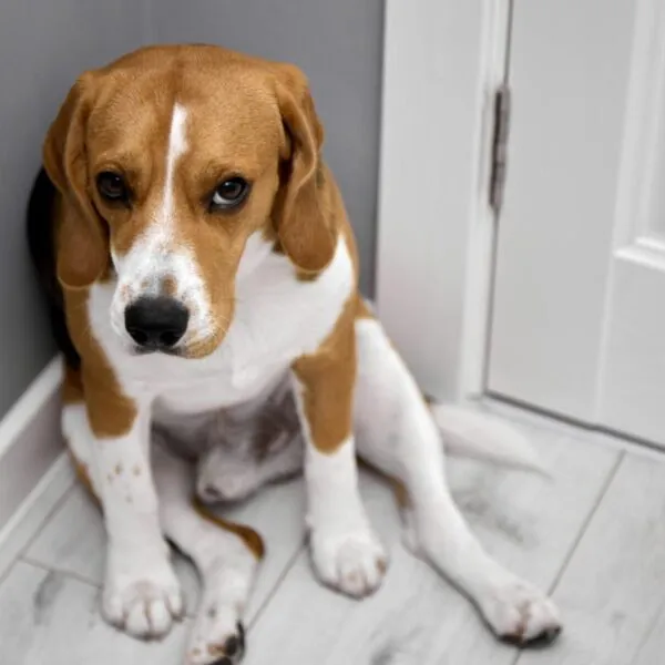 Erkennen Hunde schlechte Menschen? Neue Studie zeigt: Sie durchschauen unsoziales Verhalten!