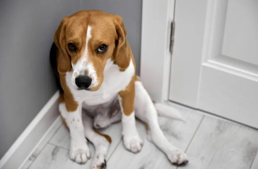 Erkennen Hunde schlechte Menschen? Neue Studie zeigt: Sie durchschauen unsoziales Verhalten!