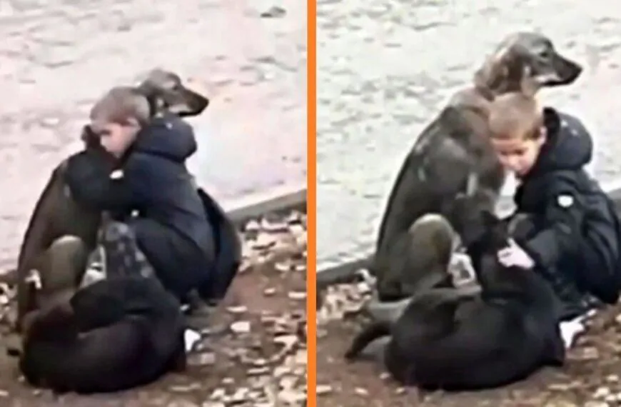 Junge h&auml;lt an, um streunende Hunde zu knuddeln: &bdquo;Er dachte, niemand w&uuml;rde ihn beobachten&ldquo;