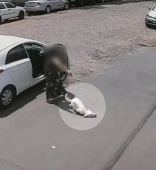 Verlassen, verletzt – und doch voller Hoffnung: Die unglaubliche Reise eines Hundes zu einem neuen Leben