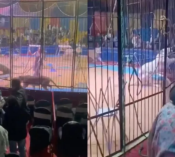 Schock in &Auml;gypten: Tiger attackiert Zirkusmitarbeiter &ndash; Arm muss amputiert werden