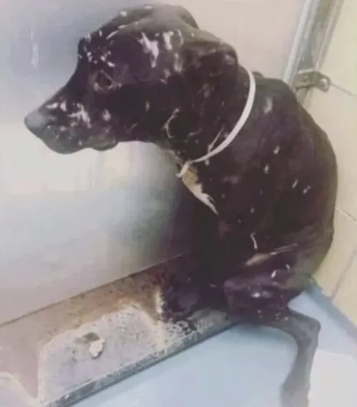 Hundekämpfe in der modernen Welt: Grausamkeit im Verborgenen erkennen – und Leben retten