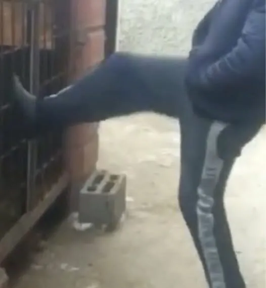 Russischer Mann will Hund hinter Gittern treten &ndash; doch bekommt sofort die Quittung