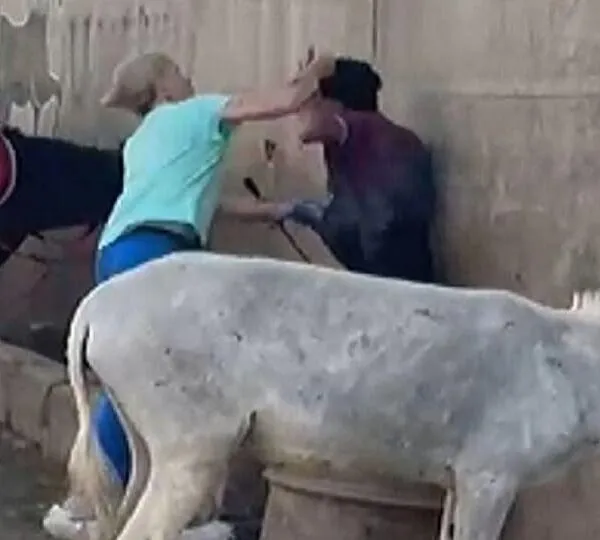 Touristin wird nach mutigem Einsatz f&uuml;r Tierwohl in &Auml;gypten gefeiert &ndash; und steht nun vor rechtlichen Folgen