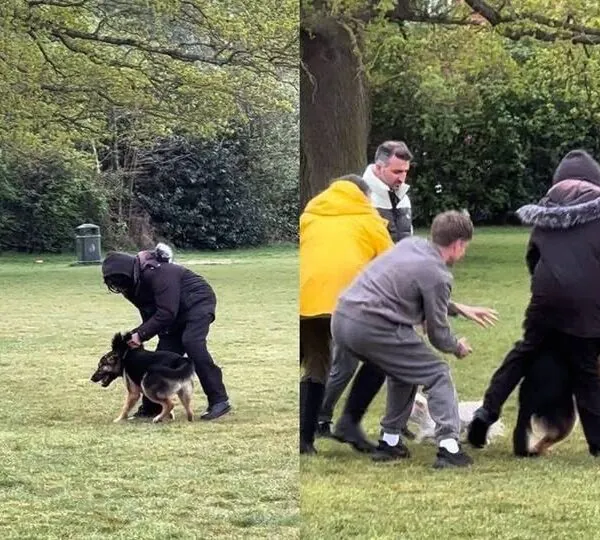 Schäferhund dreht im Park durch – doch was dieser Mann dann tut, überrascht alle