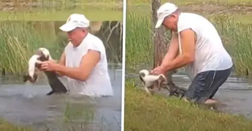 Heldentat des Tages: Über-70-Jähriger in Florida ringt mit Alligator, um seinen Welpen zu retten