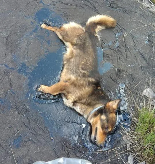 Im Teer gefangen: Arbeiter in Polen retten verzweifelten Hund – jetzt hat er ein neues Zuhause