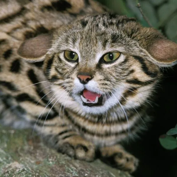 Die t&ouml;dlichste Katze der Welt