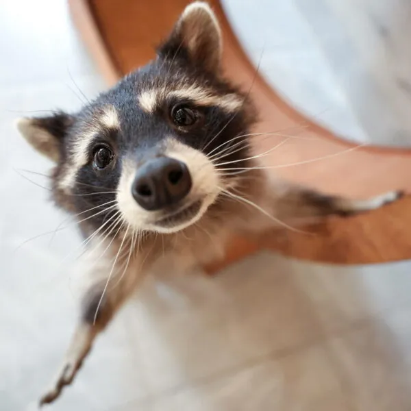 7 befremdliche Tiere, die trotzdem irgendwie niedlich aussehen
