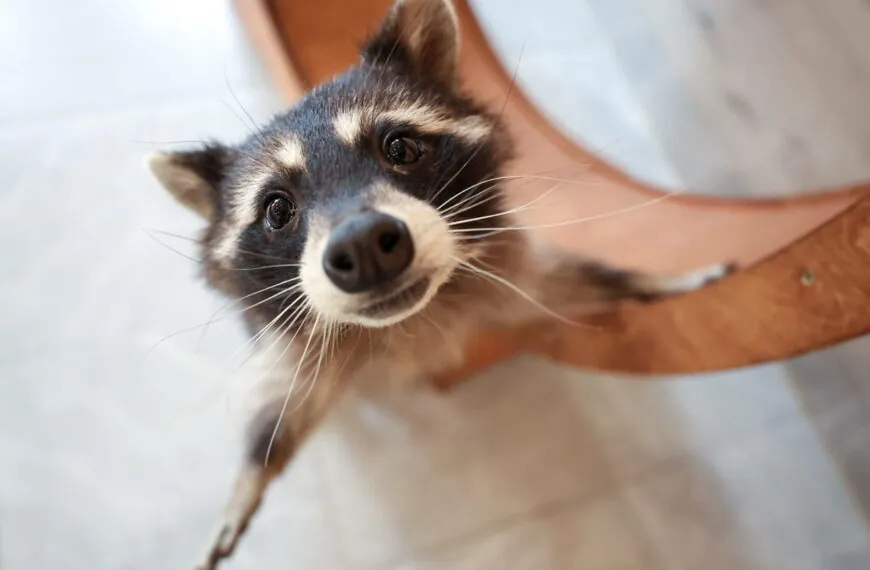 7 befremdliche Tiere, die trotzdem irgendwie niedlich aussehen