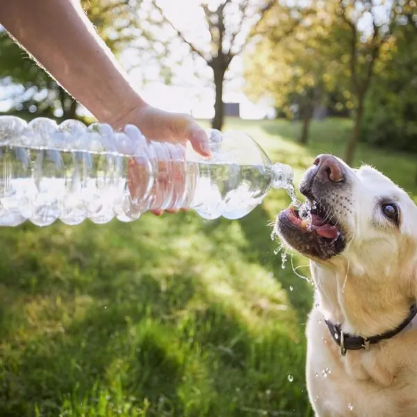 Sommerhitze kann t&ouml;dlich sein: So sch&uuml;tzt du deinen Hund vor gef&auml;hrlicher &Uuml;berhitzung