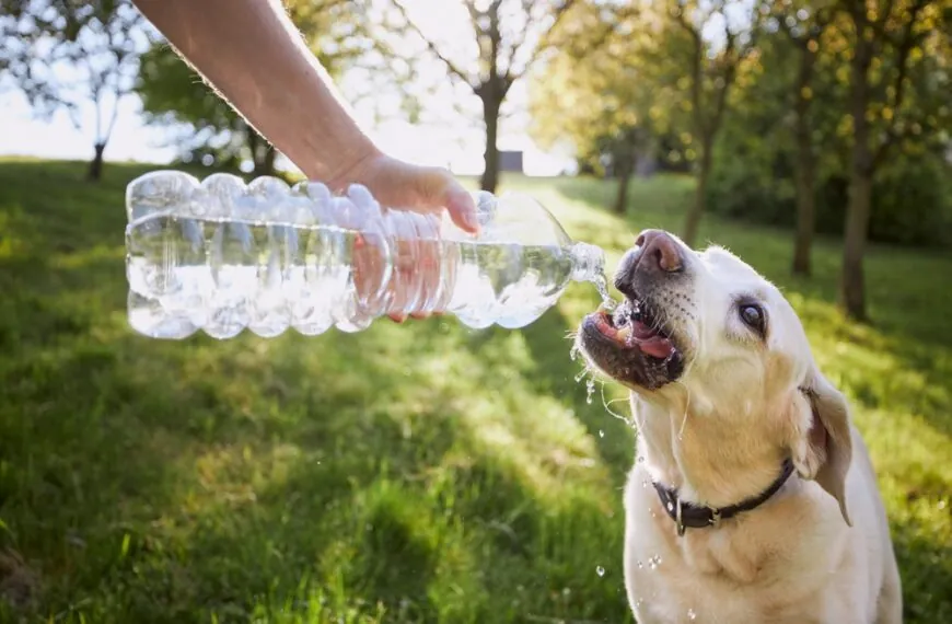 Sommerhitze kann tödlich sein: So schützt du deinen Hund vor gefährlicher Überhitzung