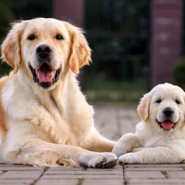 Langzeitfreunde auf vier Pfoten: Diese Hunderassen leben besonders lange
