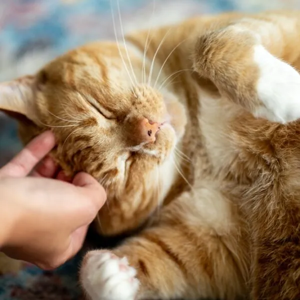 Tierisch menschlich: Diese Haustiere benehmen sich wie du nach einem langen Arbeitstag