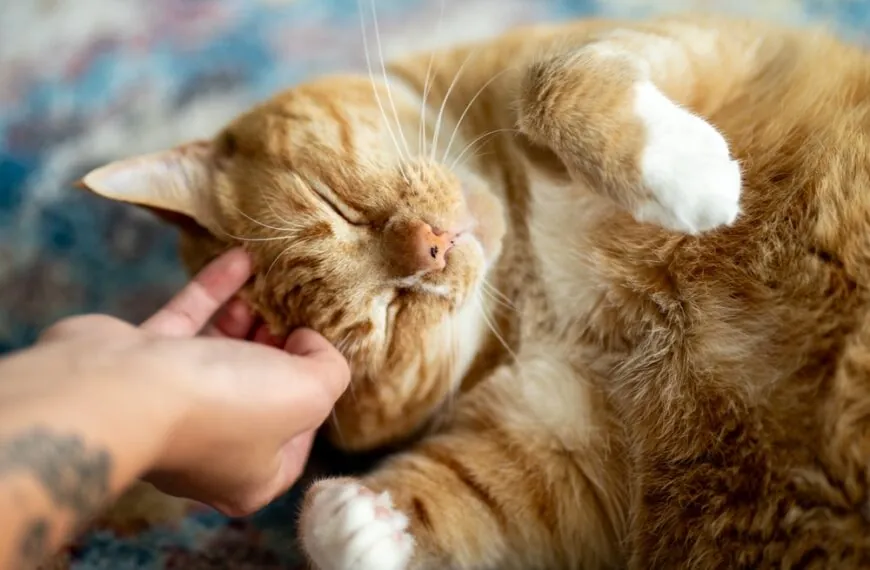 Tierisch menschlich: Diese Haustiere benehmen sich wie du nach einem langen Arbeitstag