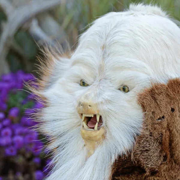 Unglaublich kurios: Diese Tiere wirken wie von einem anderen Stern!